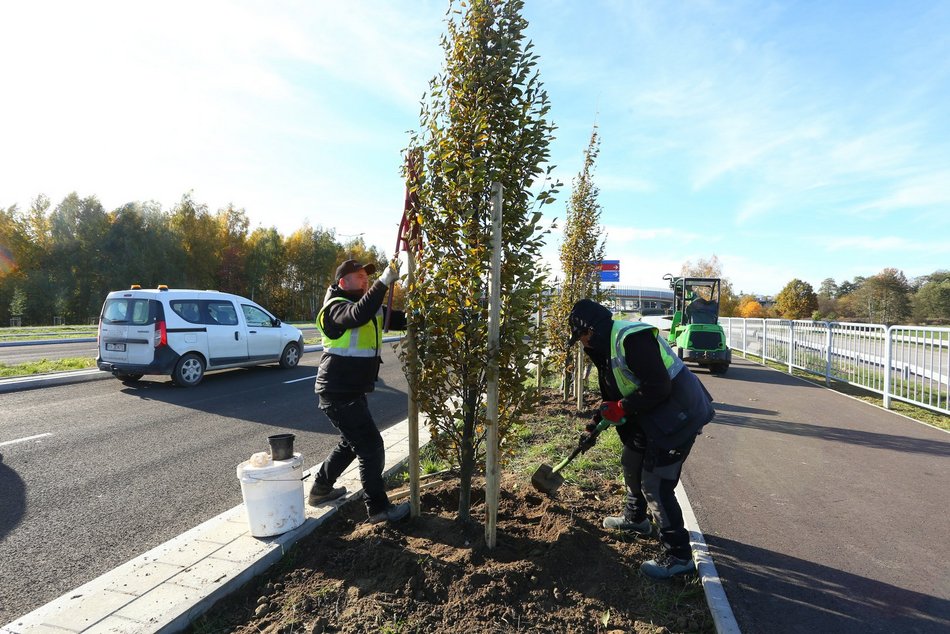 Sadzenie drzew przy Trasie Górna
