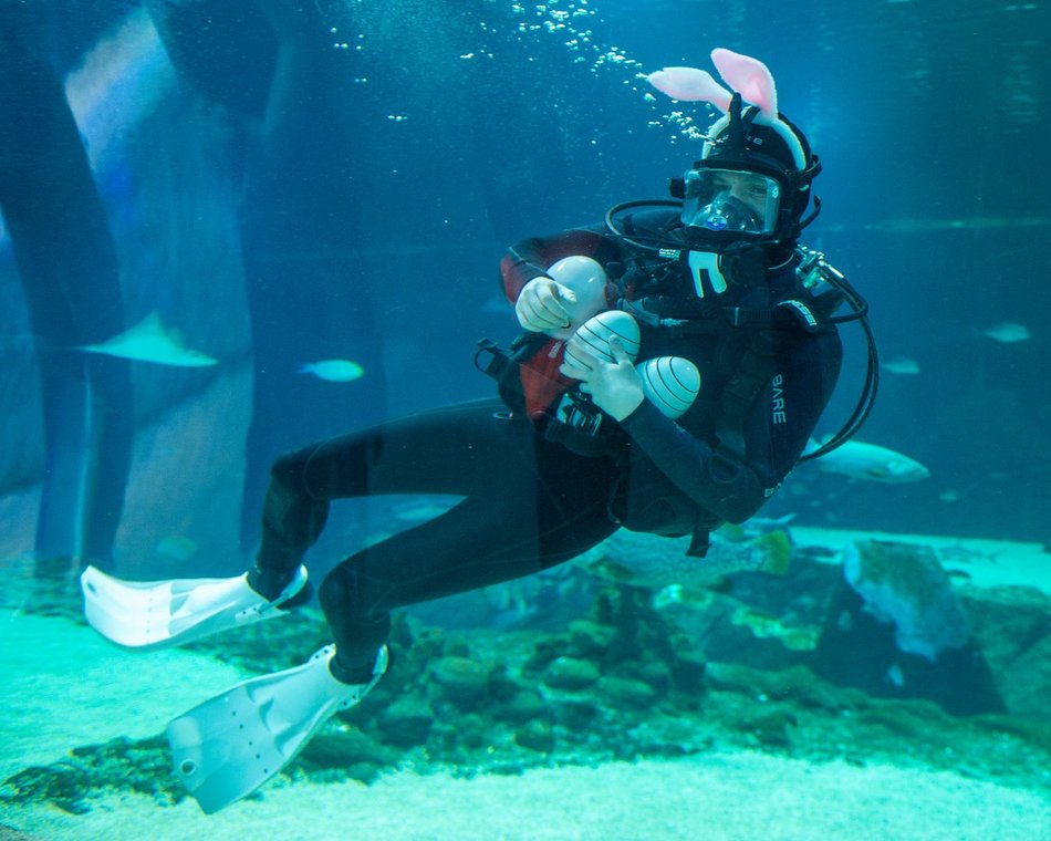 Łódź. Podwodny zając wielkanocny? Tylko w Orientarium Zoo Łódź!