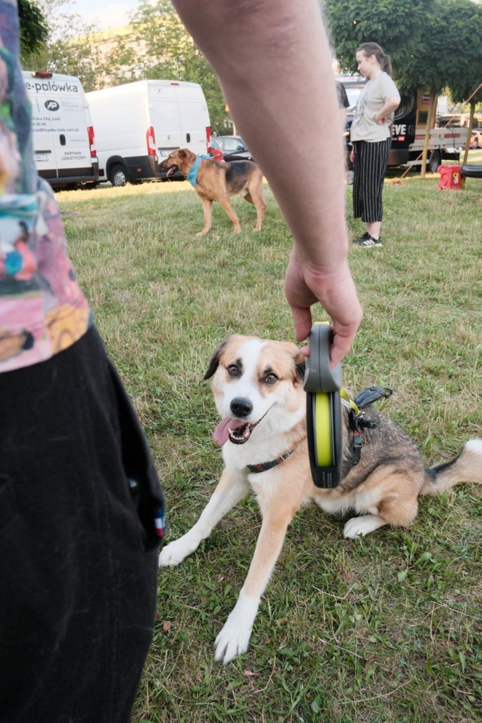 Łódź. Psia Polówka za nami! Na Olechowie pojawili się łodzianie ze swoimi czworonogami