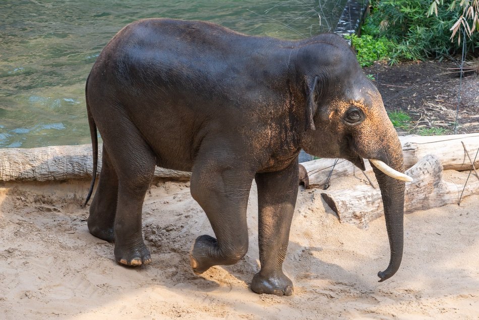 Łódź. Dzień Słonia w Orientarium Zoo Łódź. Tłumy łodzian i mnóstwo dobrej zabawy