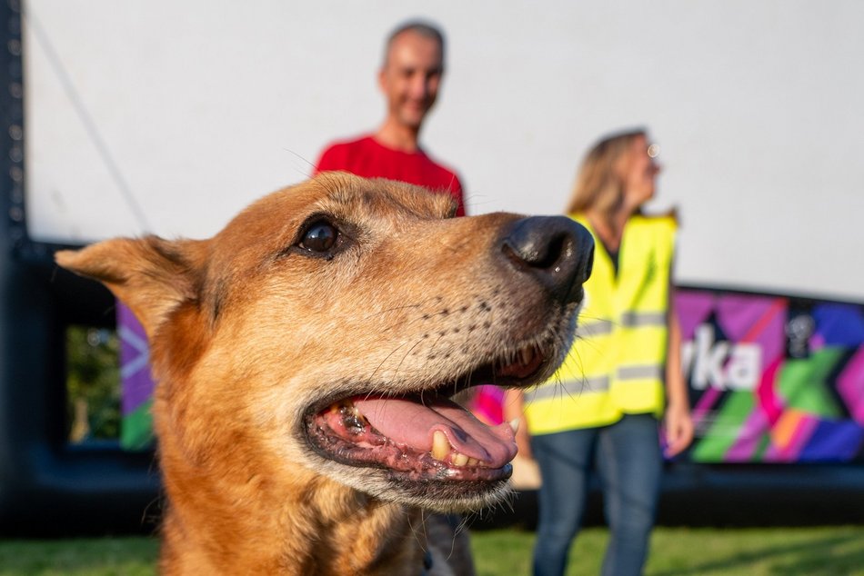 Łódź. Psia Polówka na Widzewskiej Górce. Psiaki przejęły dowodzenie!