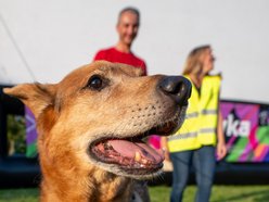 Łódź. Psia Polówka na Widzewskiej Górce. Psiaki przejęły dowodzenie!