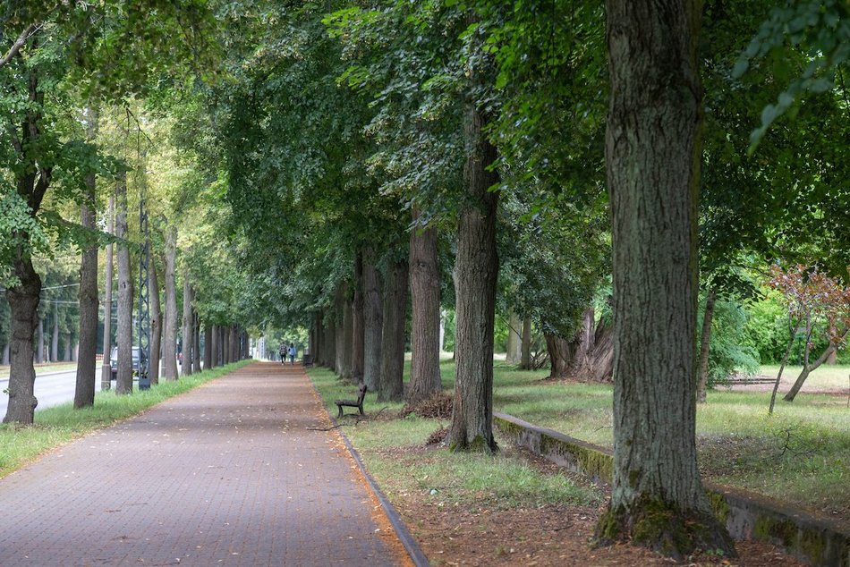 Łódź. Lipowa aleja w parku na Zdrowiu. Zielone serce Łodzi