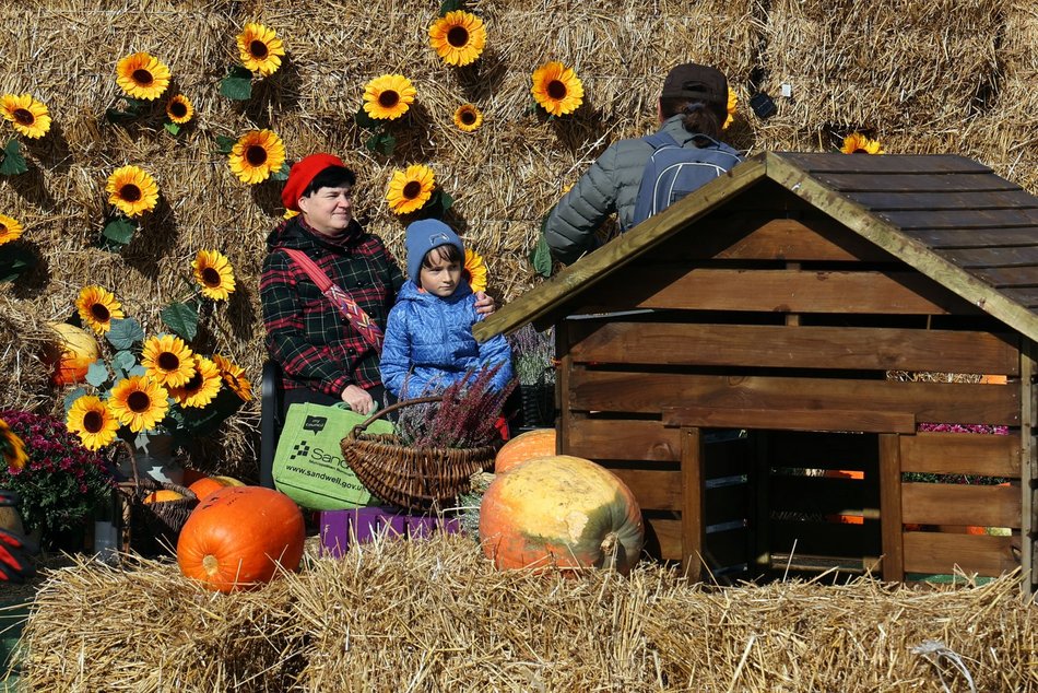 Farma Dyniowa w Pasażu Łódzkim