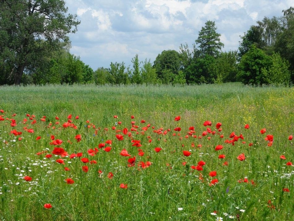Łódź. Zielono mi… Lasy w Łodzi polecają się na wiosenny odpoczynek