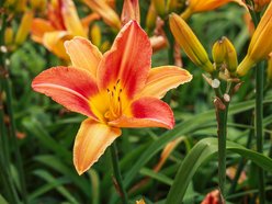 Łódź. Liliowce zachwycają w Ogrodzie Botanicznym w Łodzi. Widok zapierający dech!