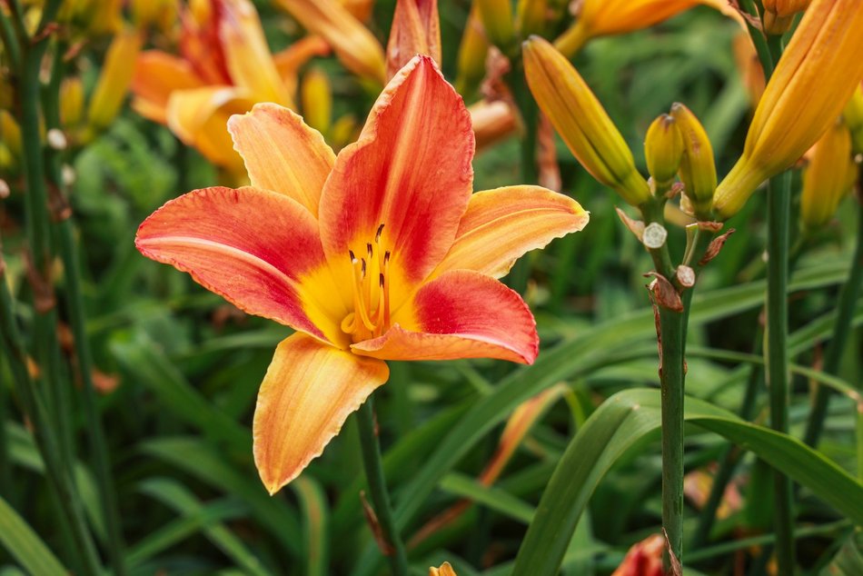 Łódź. Liliowce zachwycają w Ogrodzie Botanicznym w Łodzi. Widok zapierający dech!