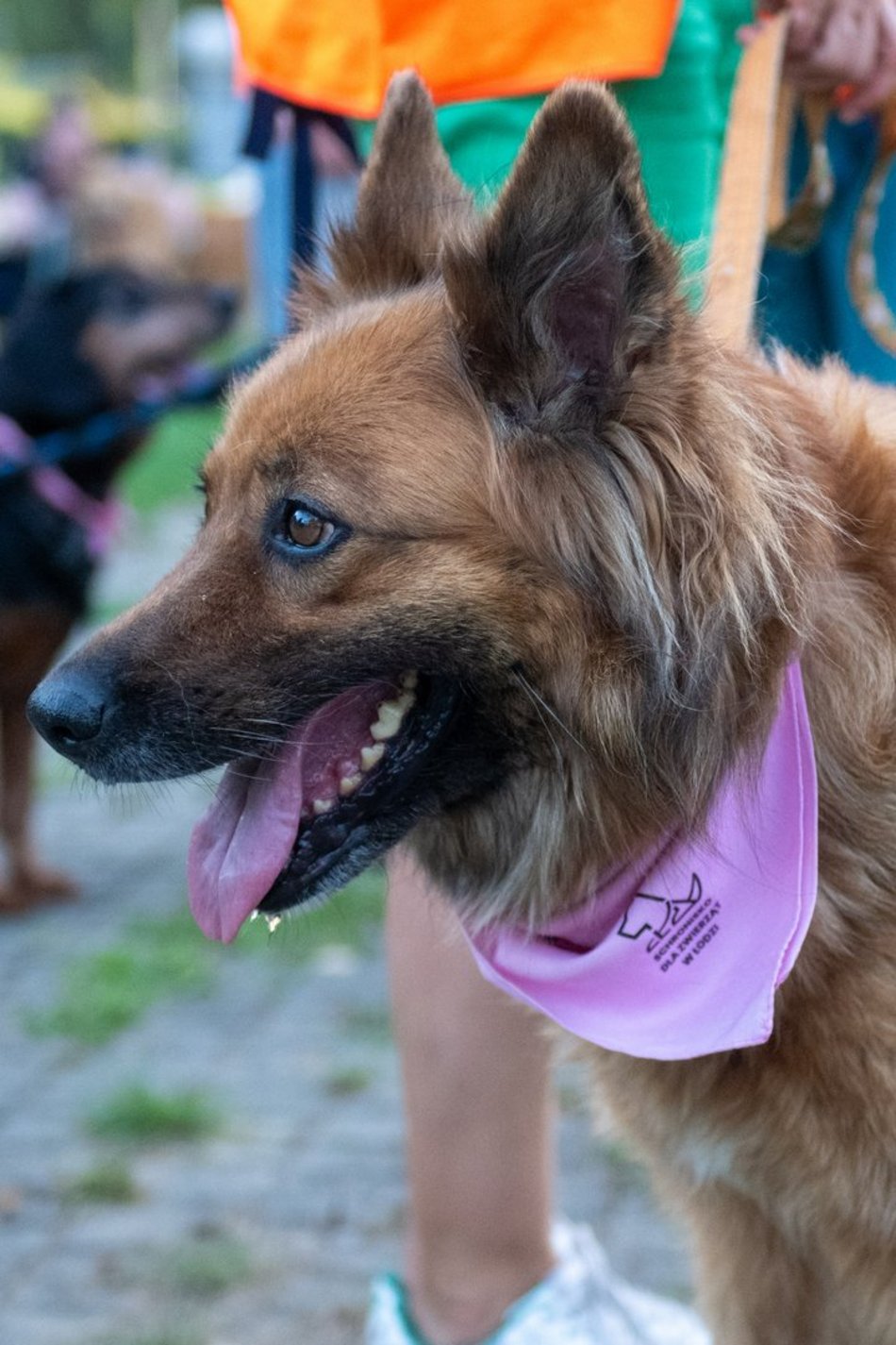 Łódź. Ostatni Psia Polówka w Łodzi za nami. Nic słodszego dziś nie zobaczysz!