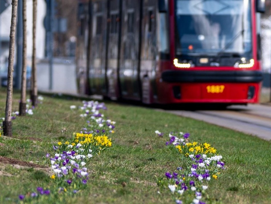 Łódź. Żonkile i krokusy opanowały Piłsudskiego. Wiosna w Łodzi w najpiękniejszym wydaniu