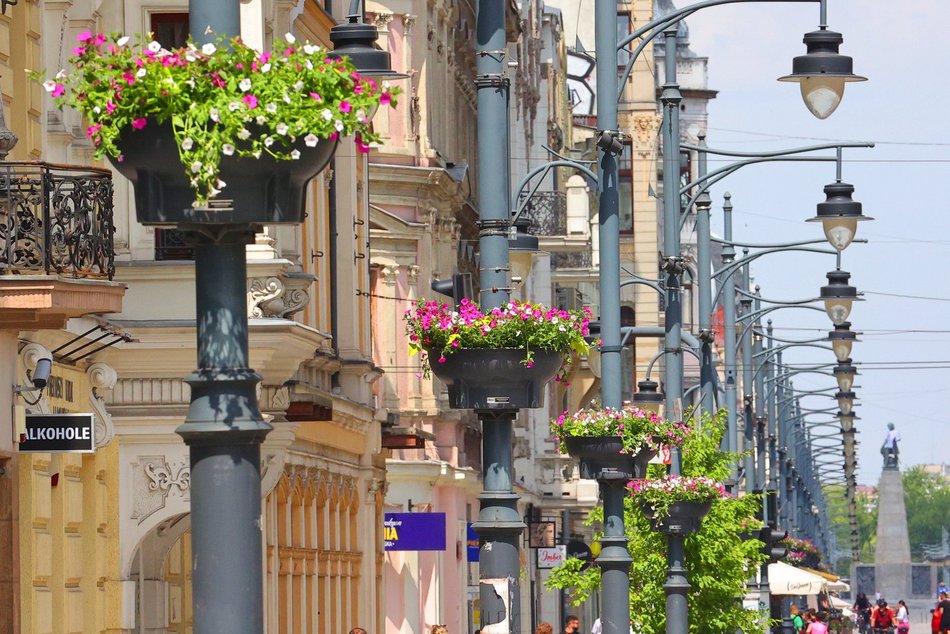 Na Piotrkowskiej i w okolicy sadzą kolorowe rośliny