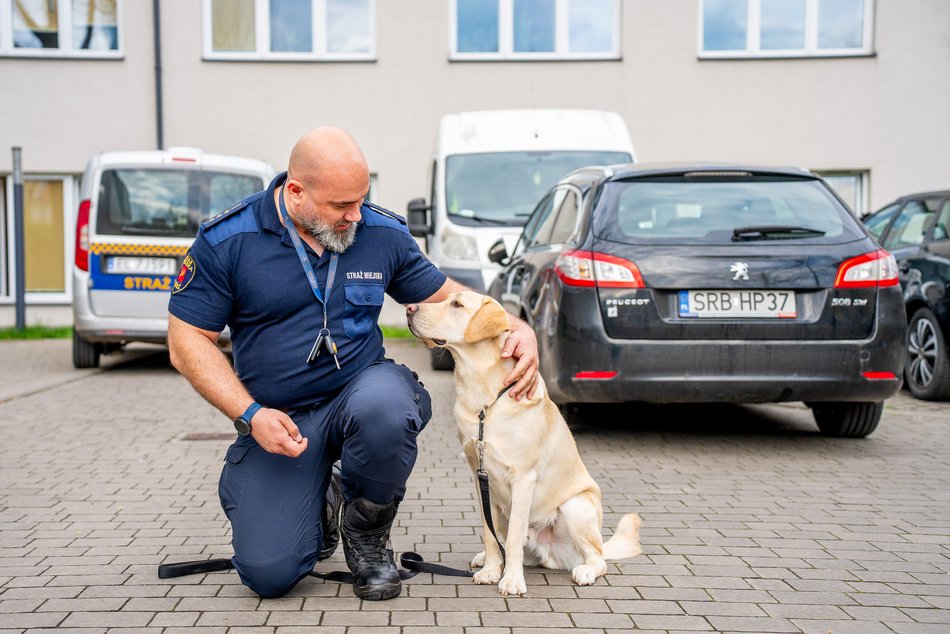 Łódź. Strażnik Maks. Uroczy labrador nowym funkcjonariuszem Straży Miejskiej w Łodzi