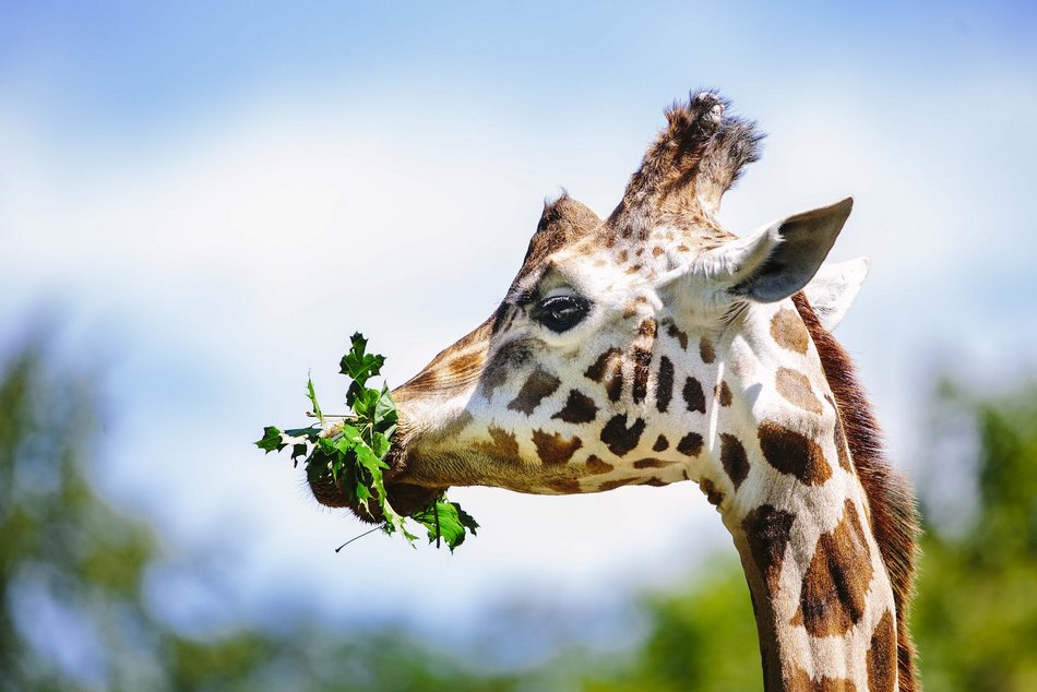 Dzień żyrafy w Orientarium Zoo Łódź. Dmuchańce, maseczki, naklejki i stoisko edukacyjne