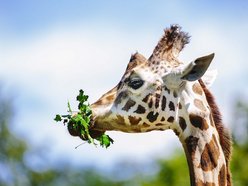 Dzień żyrafy w Orientarium Zoo Łódź. Dmuchańce, maseczki, naklejki i stoisko edukacyjne