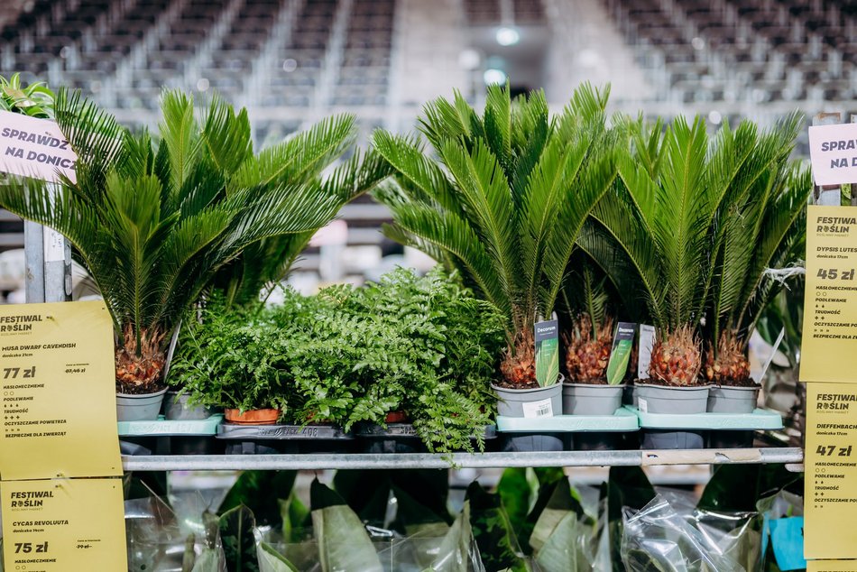 Łódź. Festiwal Roślin w Sport Arenie w Łodzi. Wyjątkowe okazy i tłumy łodzian!