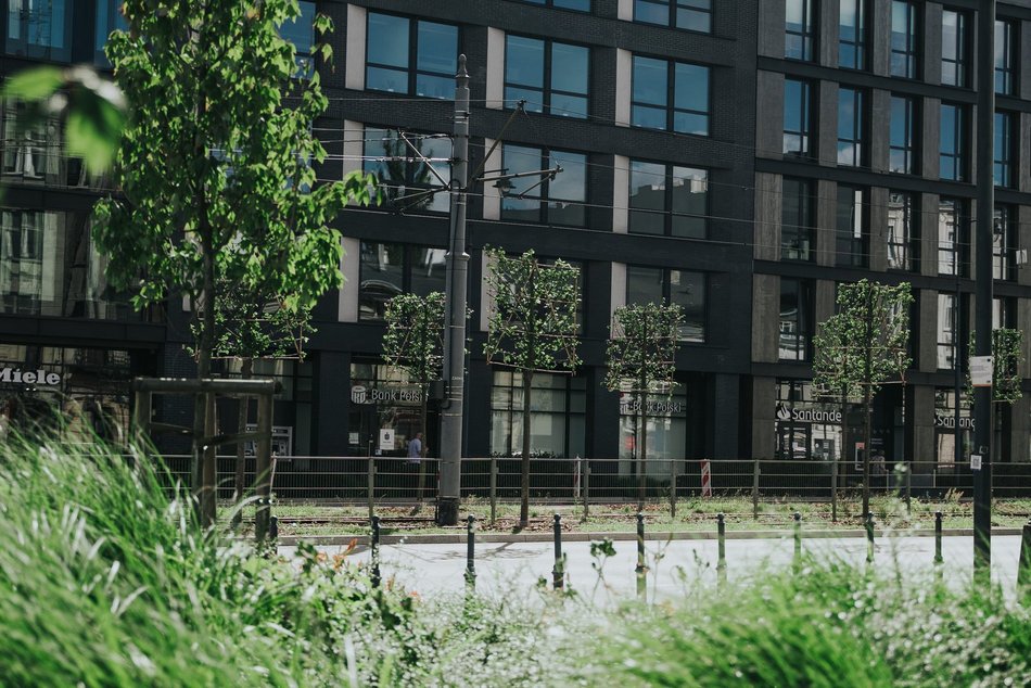 Więcej drzew przy Zachodniej w Łodzi! Trwa sadzenie 40 lip drobnolistnych