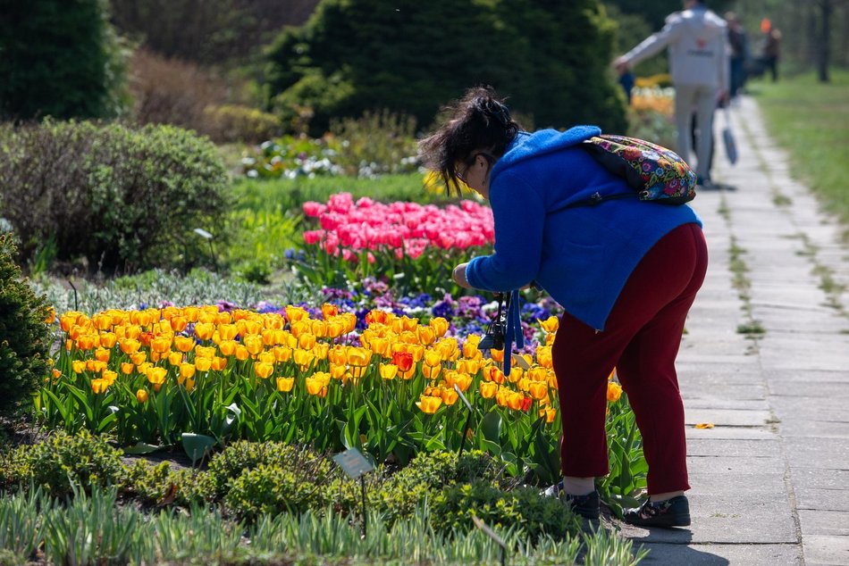 Łódź. Tysiące tulipanów w Ogrodzie Botanicznym w Łodzi. Przyjdź i zobacz je na własne oczy!