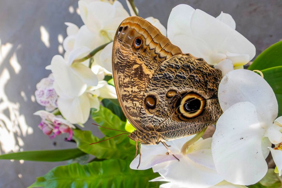 Łódź. Nowa motylarnia w Orientarium Zoo Łódź już otwarta! Największe takie miejsce w Polsce