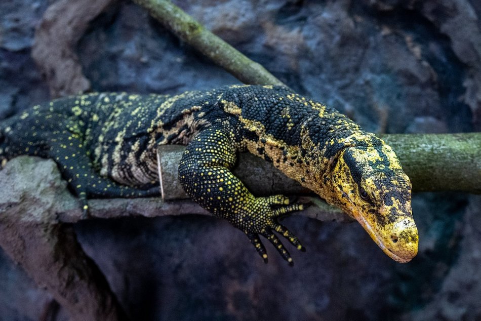 Łódź. Nowi mieszkańcy w Orientarium Zoo Łódź! Mała antylopa, cichy łowca, gość z Filipin i nocny akrobata