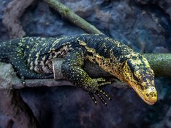 Łódź. Nowi mieszkańcy w Orientarium Zoo Łódź! Mała antylopa, cichy łowca, gość z Filipin i nocny akrobata