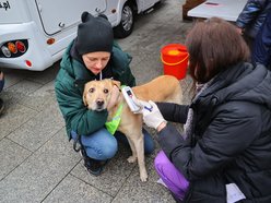 Łódź. Parada Kundelków przejdzie ulicami Łodzi. Merdające ogony przejmą Piotrkowską. Wpadnij ze swoim psem!