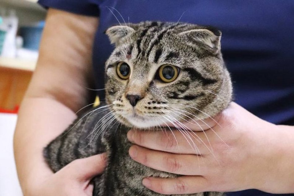 Chester w schronisku w Łodzi