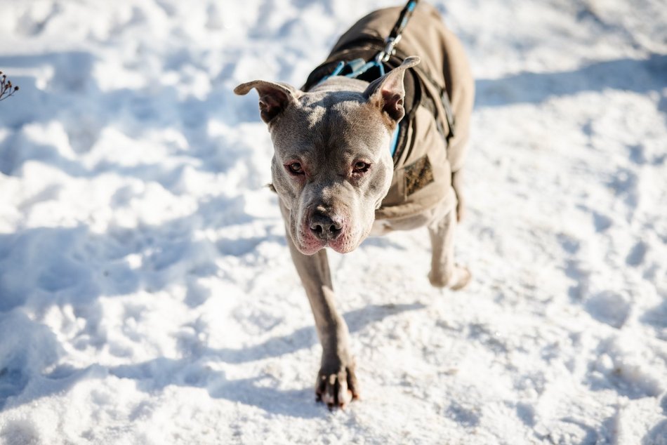 Łódź. Psy ze schroniska w Łodzi na spacerze
