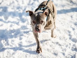 Łódź. Psy ze schroniska w Łodzi na spacerze