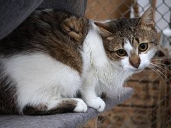 Łódź. Kot Ikar ze schroniska w Łodzi poszukuje nowego domu. Pokochaj ten pyszczek!