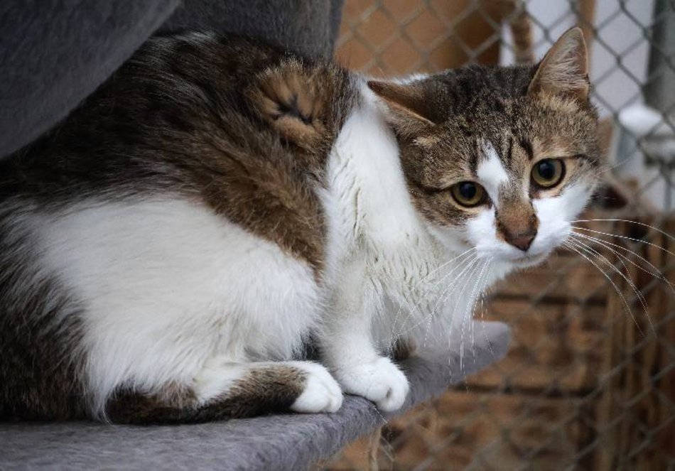 Łódź. Kot Ikar ze schroniska w Łodzi poszukuje nowego domu. Pokochaj ten pyszczek!