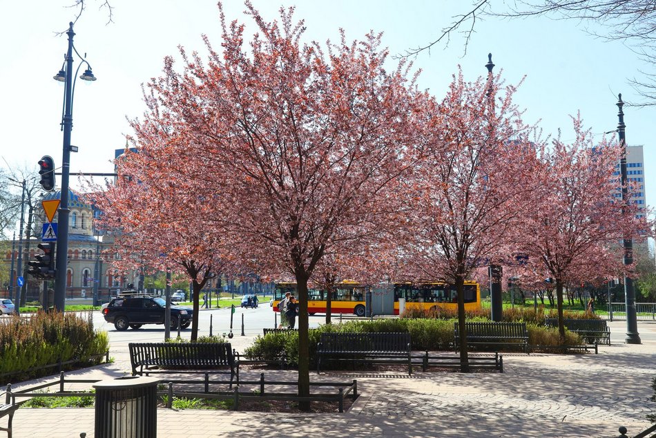 Wiosna rozgościła się w Łodzi!