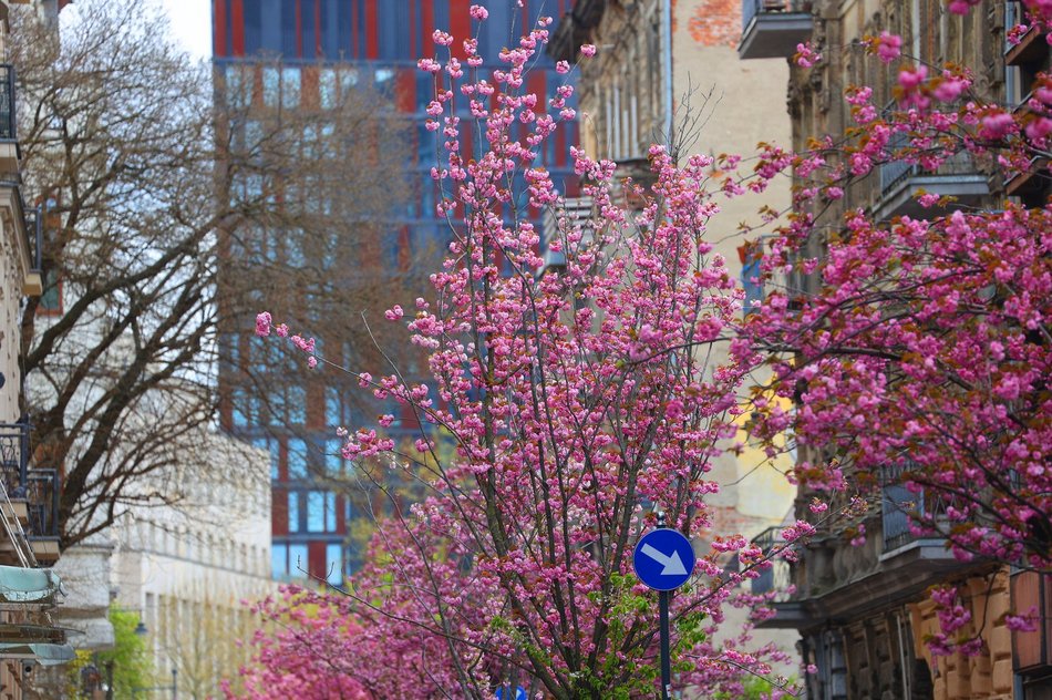 Przepiękne wiśnie kwitną na woonerfie Traugutta