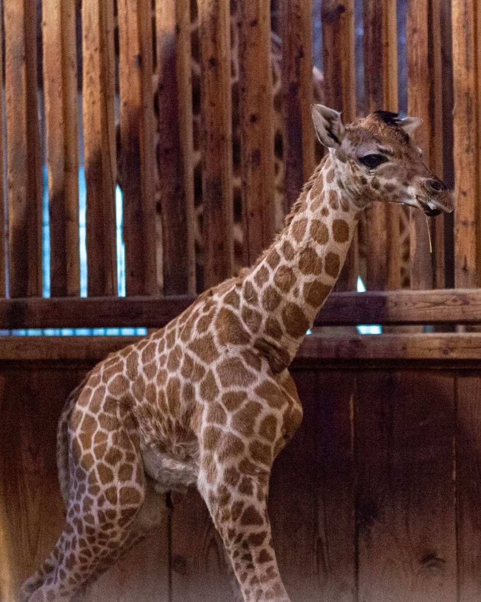 Narodziny żyrafy w Orientarium Zoo Łódź