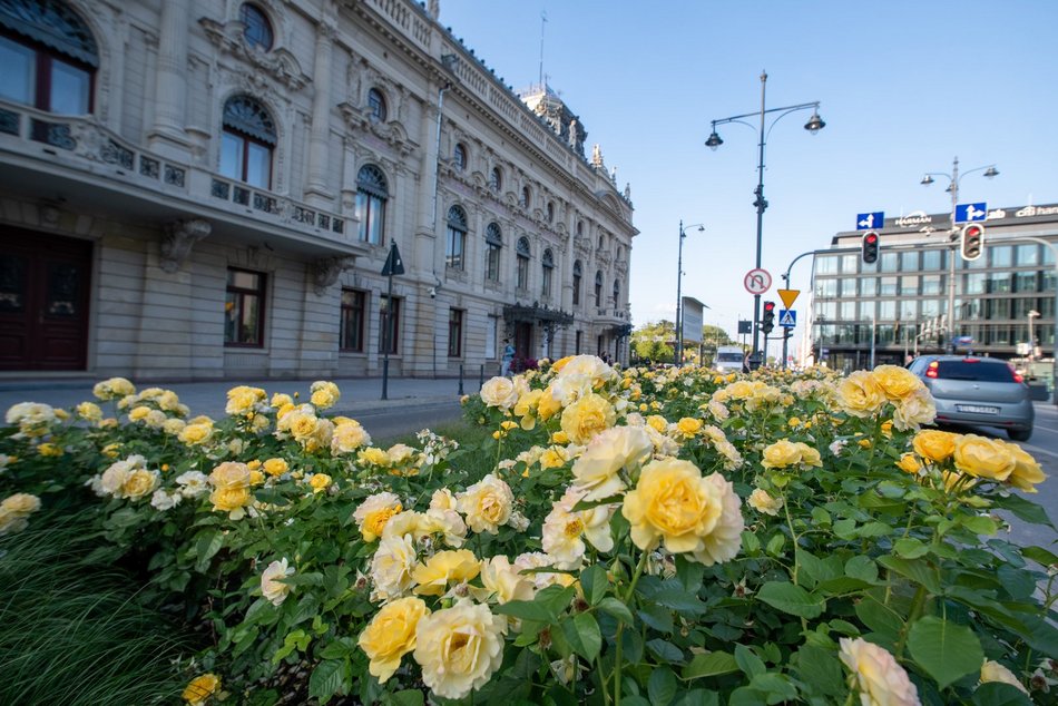 Róże na ulicach Łodzi