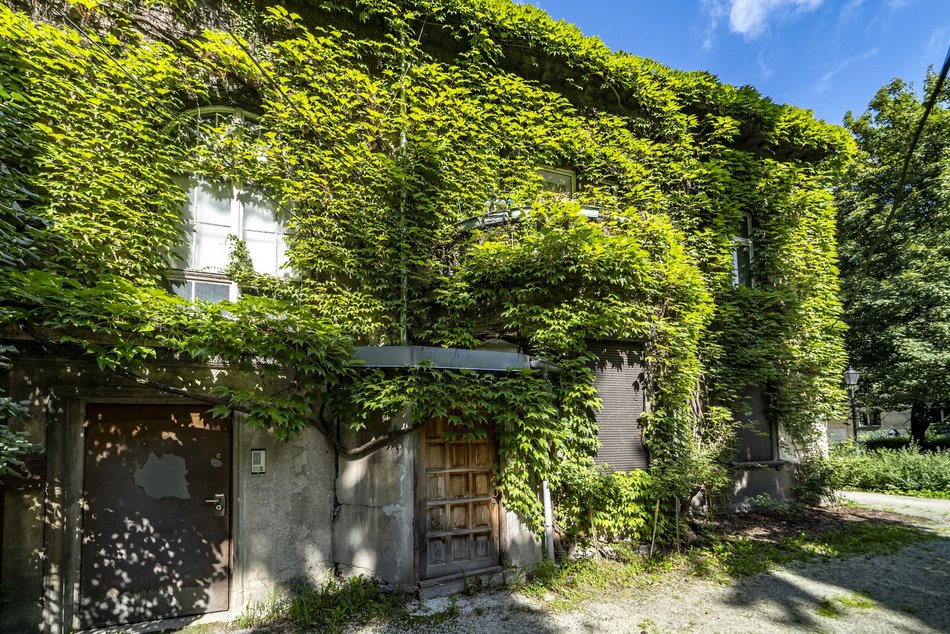 Zielone ściany w Łodzi