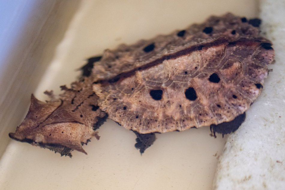Łódź. W Orientarium Zoo Łódź urodziły się żółwie matamata