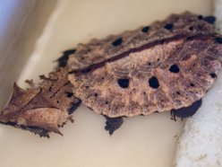 Łódź. W Orientarium Zoo Łódź urodziły się żółwie matamata