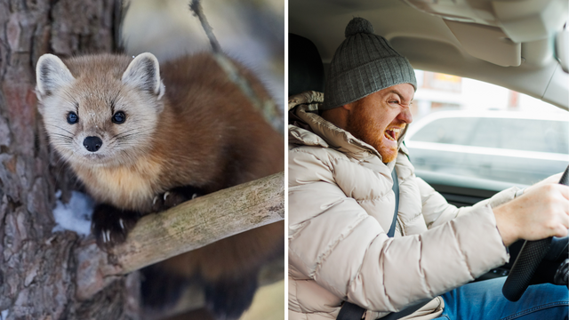 Kuny z Łodzi atakują samochody. Jak skutecznie chronić auto zimą? [PORADNIK]