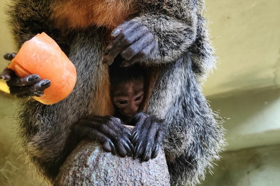 Nowy małpka Orientarium Zoo Łódź