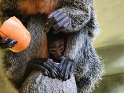 Nowy małpka Orientarium Zoo Łódź