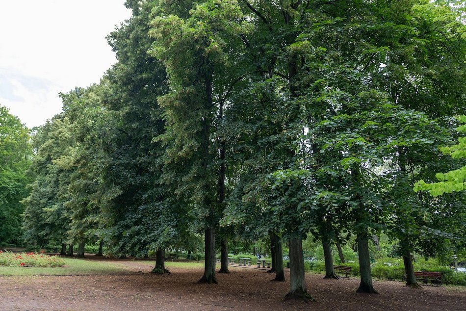 Łódź. Lipowa aleja w parku na Zdrowiu. Zielone serce Łodzi