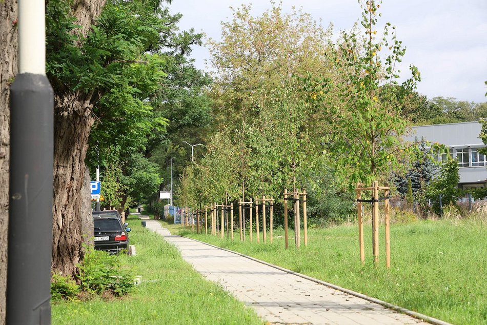 Łódź. Prawie 100 nowych drzew w Łodzi! Jesiony, lipy pojawiły się w centrum miasta