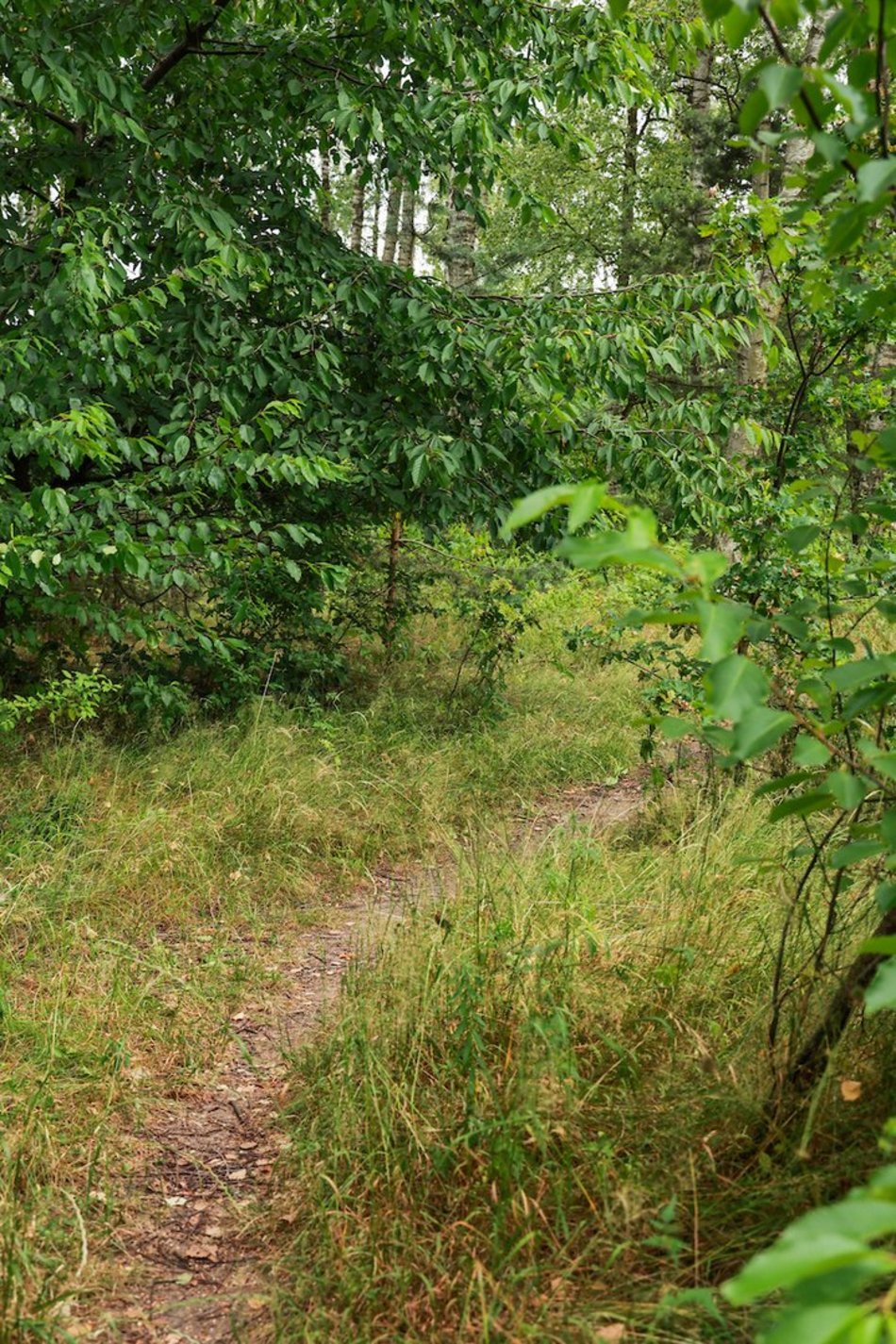 Łódź. Nowy park leśny w Łodzi! Mieszkańcy Dorabialskiej zyskali zieloną oazę!