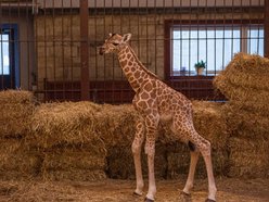 Domino z Orientarium Zoo Łódź ma już rok!