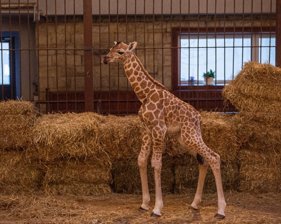 Domino z Orientarium Zoo Łódź ma już rok!