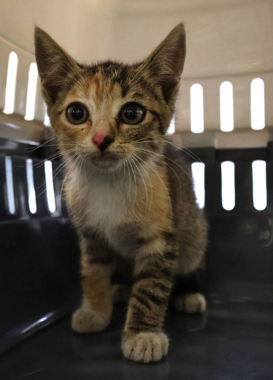 Łódź. Malutka Olusia ze schroniska w Łodzi ma wielkie serce. Podaruj jej nowy dom