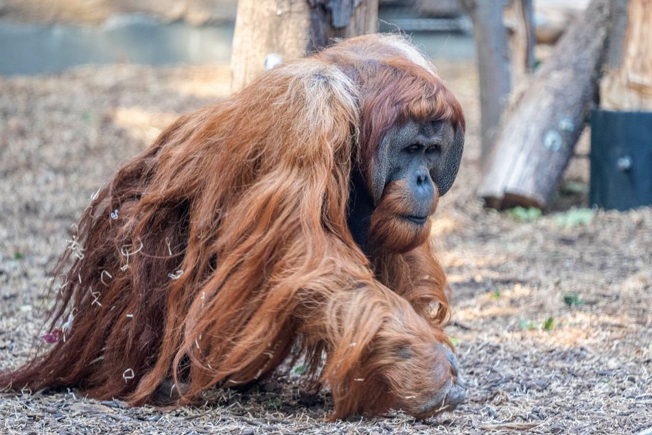 Łódź. Orangutan sumatrzański urodził się w Orientarium Zoo Łódź. To sukces na skalę światową!