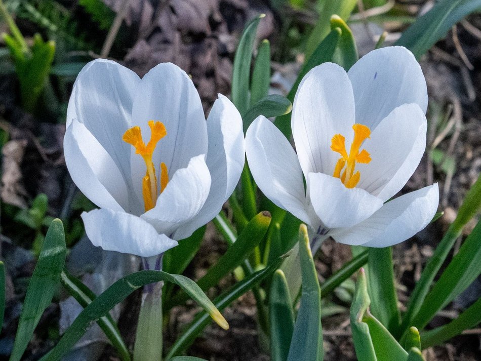 Łódź. Żonkile i krokusy opanowały Piłsudskiego. Wiosna w Łodzi w najpiękniejszym wydaniu