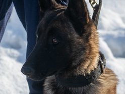 Dwa psy służbowe zasiliły szeregi Komendy Miejskiej Policji w Łodzi