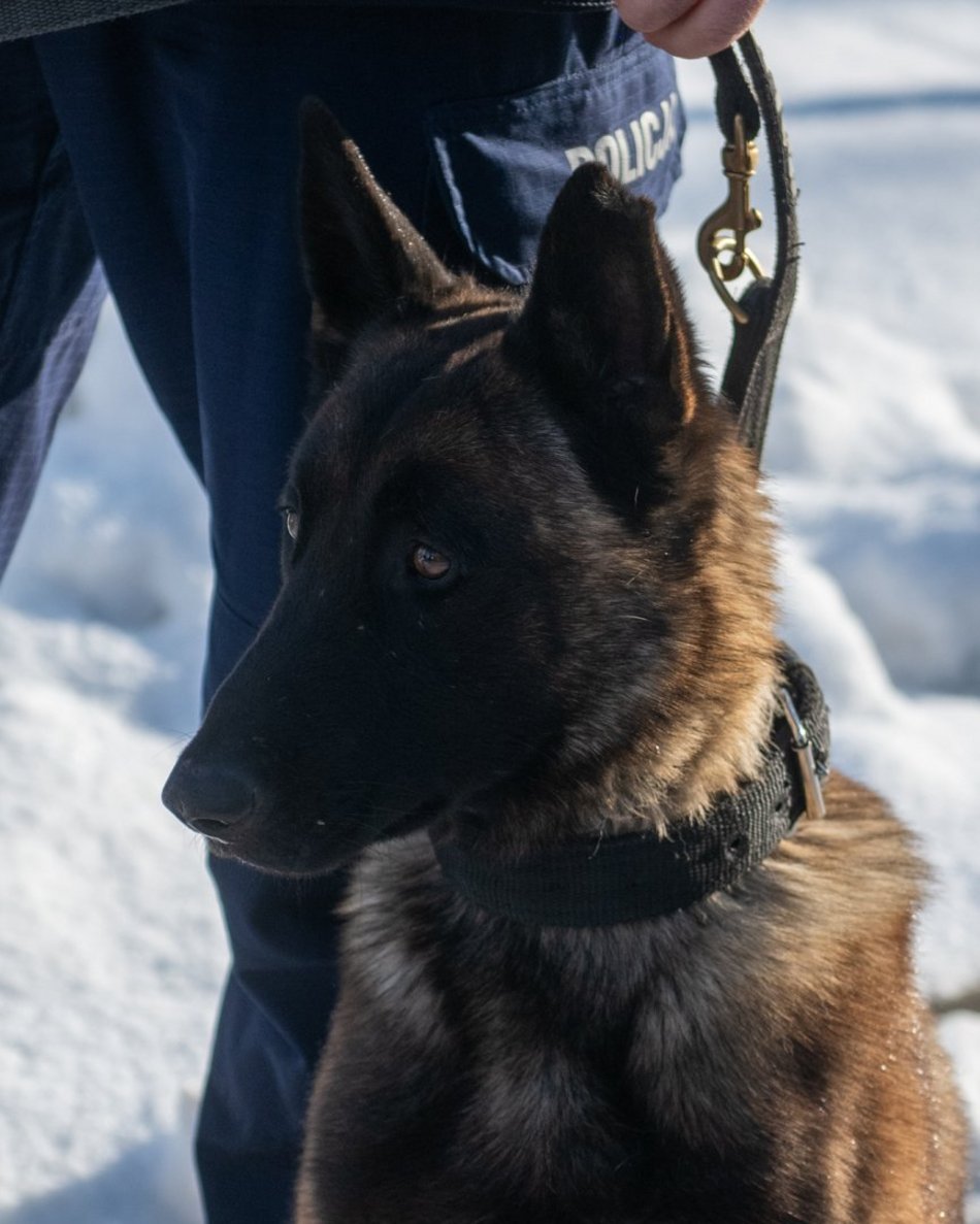 Dwa psy służbowe zasiliły szeregi Komendy Miejskiej Policji w Łodzi