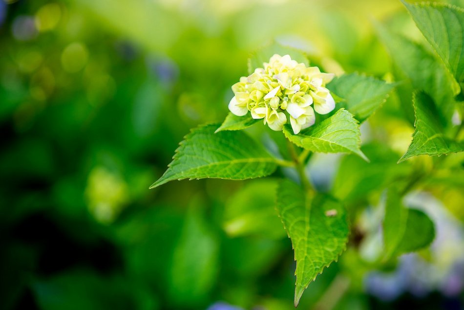 Łódź. Hortensje opanowały Ogród Botaniczny w Łodzi! To prawdziwa feeria barw